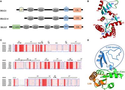 Characterizing the Binding Sites for GK Domain of DLG1 and DLG4 via Molecular Dynamics Simulation